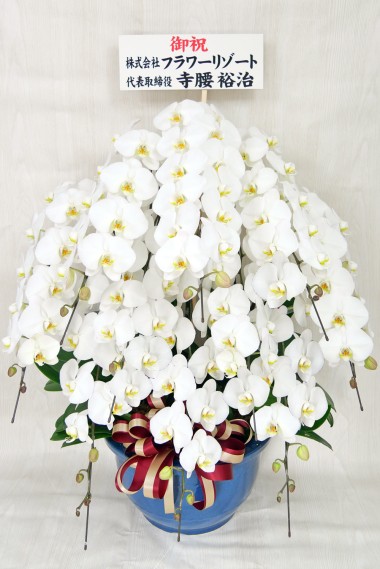 胡蝶蘭 (白)10本立 【特別仕立・配達地域限定】